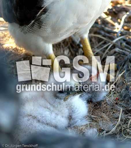 Rotrückenbussard (4 von 19).jpg